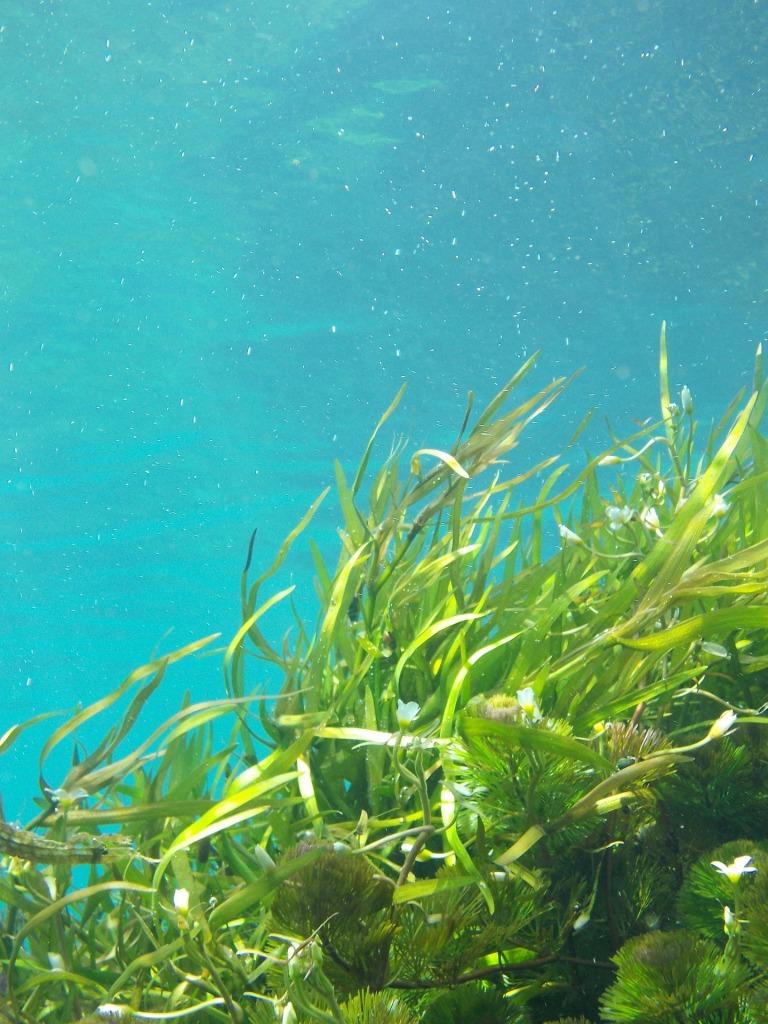 Can seaweed save the world? Image of seaweed floating in gentle swell